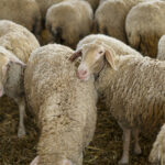 Abierto el plazo de ayudas para la reposición de hembras de ovino y caprino en la provincia de Salamanca