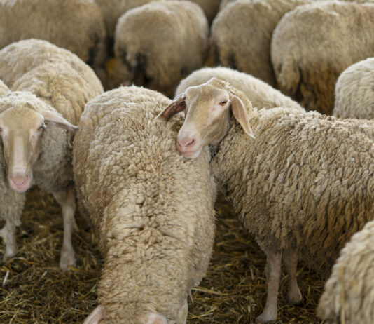 Abierto el plazo de ayudas para la reposición de hembras de ovino y caprino en la provincia de Salamanca