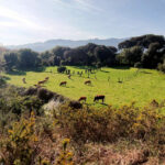 ASAJA rechaza el nuevo sistema de identificación electrónica del bovino previsto para el 30 de junio