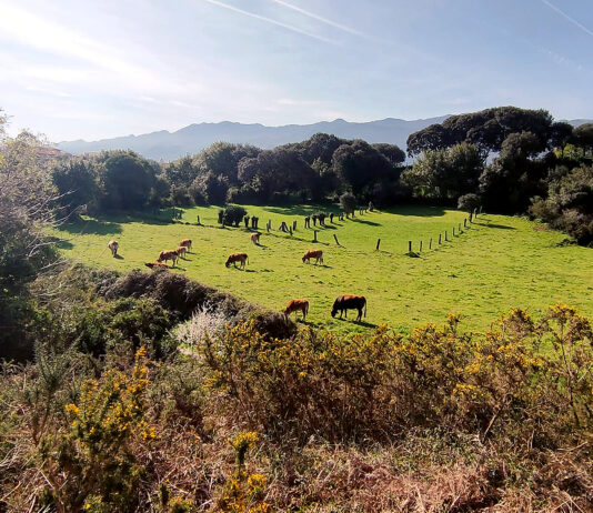 ASAJA rechaza el nuevo sistema de identificación electrónica del bovino previsto para el 30 de junio