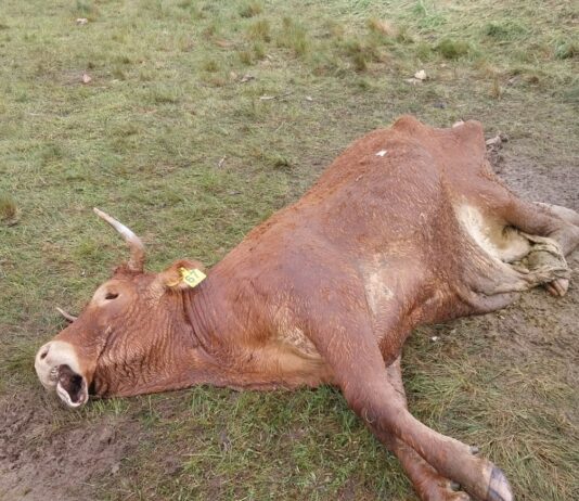 Nuevo ataque de buitres: una vaca muere defendiendo a su ternero en La Mata de Ledesma