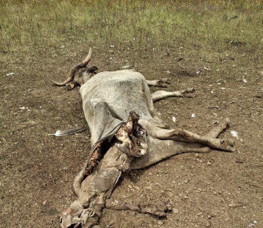 Nuevos ataques de buitres en Salamanca: una vaca y un ternero muertos en Carrascal de Barregas
