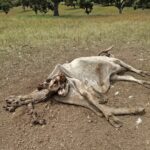 WhatsApp Image 2025-05-16 at 14.03.19