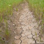 La Junta publica la resolución de las ayudas a los préstamos preferenciales de la sequía de 2023