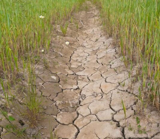 La Junta publica la resolución de las ayudas a los préstamos preferenciales de la sequía de 2023