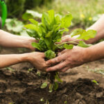 Abierta la convocatoria de ayudas para explotaciones agrarias de titularidad compartida: disponibles 1,7 millones de euros