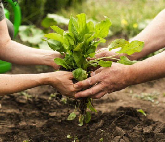 Abierta la convocatoria de ayudas para explotaciones agrarias de titularidad compartida: disponibles 1,7 millones de euros