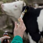 La prevalencia de tuberculosis bovina baja en Salamanca pero sigue siendo la más alta de Castilla y León