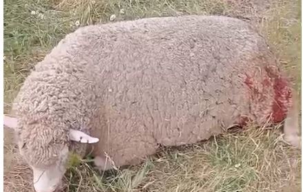 Segundo ataque consecutivo de buitres en menos de un mes en la misma explotación de La Zarza de Pumareda