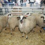 Abierta la convocatoria de ayudas para la cría e inscripción de razas puras en Castilla y León