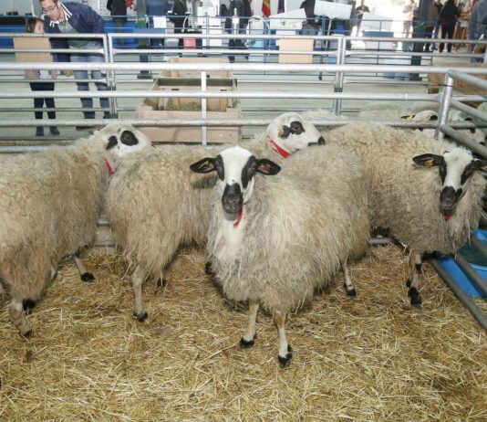 Abierta la convocatoria de ayudas para la cría e inscripción de razas puras en Castilla y León