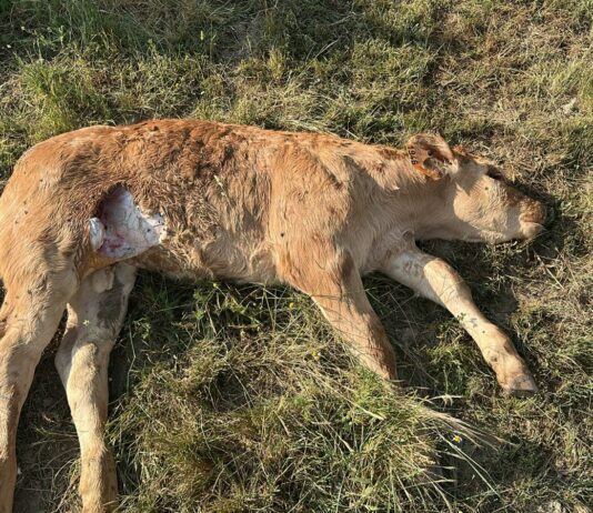 ASAJA Salamanca denuncia nuevos ataques de buitres y meloncillos en El Cabaco