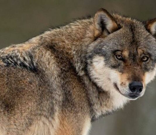 ASAJA exige que se cumpla el mandato de la UE y del Congreso