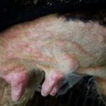 La Junta suspende ferias y mercados de ganado por prevención frente a la Dermatosis Nodular Contagiosa