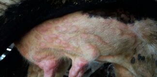 Castilla y León adapta medidas cautelares frente a la Dermatosis Nodular Contagiosa en bovino