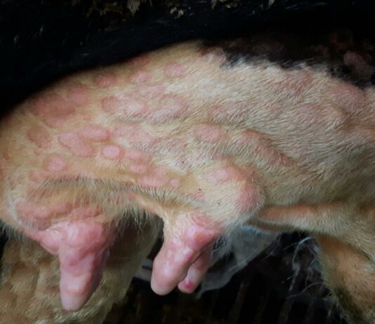 La Junta suspende ferias y mercados de ganado por prevención frente a la Dermatosis Nodular Contagiosa