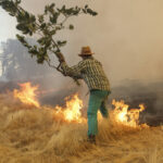 El Gobierno habilita ayudas directas para los agricultores y ganaderos afectados por los incendios