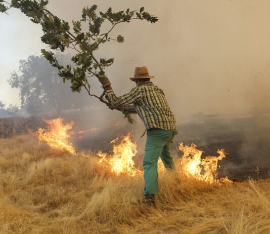 El Gobierno habilita ayudas directas para los agricultores y ganaderos afectados por los incendios