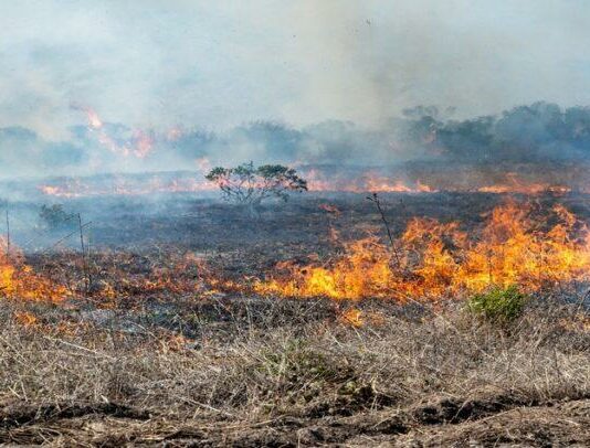 La Junta concede ayudas a agricultores y ganaderos no profesionales afectados por los incendios del verano en Castilla y León