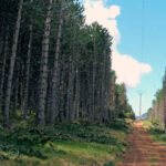 Ayudas para la Redacción de Planes de Gestión Forestal (Convocatoria 2025)