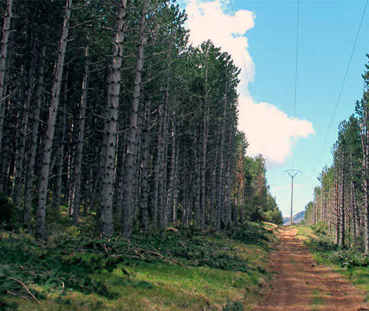 Ayudas para la Redacción de Planes de Gestión Forestal (Convocatoria 2025)