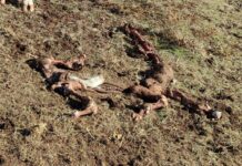 Cuatro terneros muertos tras varios ataques de buitres en SieteIglesias de Tormes