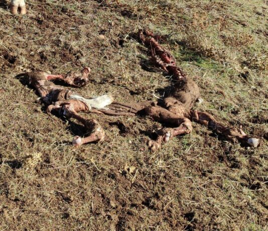 Cuatro terneros muertos tras varios ataques de buitres en SieteIglesias de Tormes