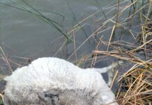 Un ataque de lobo deja siete carneros muertos en una explotación ganadera de Muñoz