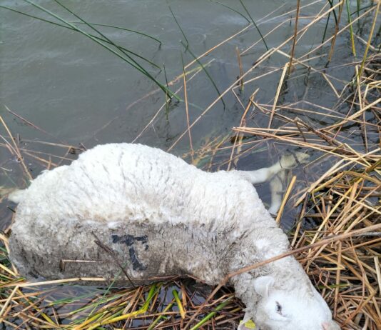 Un ataque de lobo deja siete carneros muertos en una explotación ganadera de Muñoz