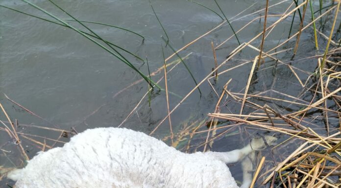 Un ataque de lobo deja siete carneros muertos en una explotación ganadera de Muñoz