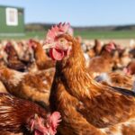 Todas las aves de corral en España deberán permanecer confinadas por riesgo de gripe aviar