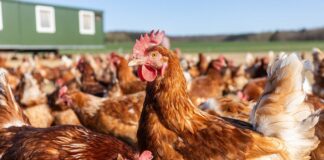 Todas las aves de corral en España deberán permanecer confinadas por riesgo de gripe aviar