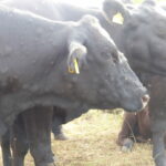 Castilla y León suspende las ferias y el Mercado de Ganados de Salamanca por riesgo de dermatosis nodular