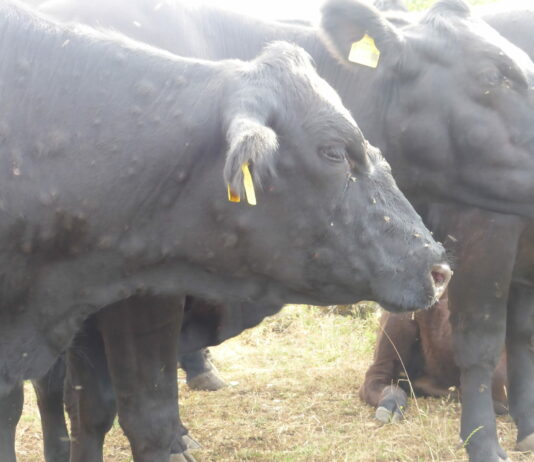 Castilla y León suspende las ferias y el Mercado de Ganados de Salamanca por riesgo de dermatosis nodular