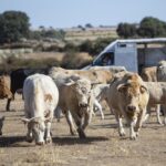 No quedarán ganaderías a las que hacerle la vida imposible