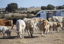 No quedarán ganaderías a las que hacerle la vida imposible