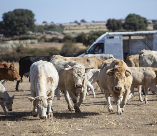 No quedarán ganaderías a las que hacerle la vida imposible