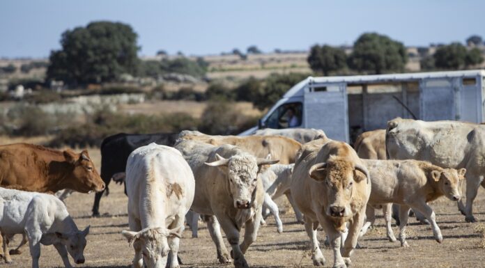 No quedarán ganaderías a las que hacerle la vida imposible