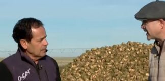 Cosecha de la remolacha – Campo Salmantino, 1 de diciembre de 2025