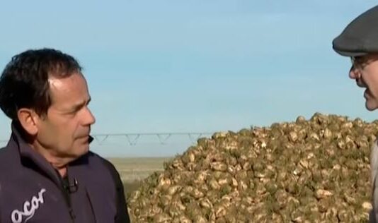 Cosecha de la remolacha – Campo Salmantino, 1 de diciembre de 2025