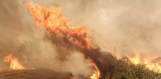 La Junta destina 1,8 millones de euros a garantizar el alimento del ganado tras los incendios de 2025