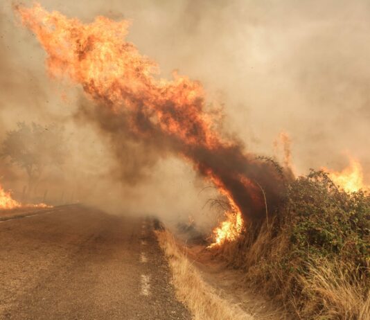 La Junta destina 1,8 millones de euros a garantizar el alimento del ganado tras los incendios de 2025