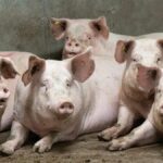 La Junta refuerza la prevención de la Peste Porcina Africana con nuevas medidas de control del jabalí