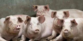 La Junta refuerza la prevención de la Peste Porcina Africana con nuevas medidas de control del jabalí