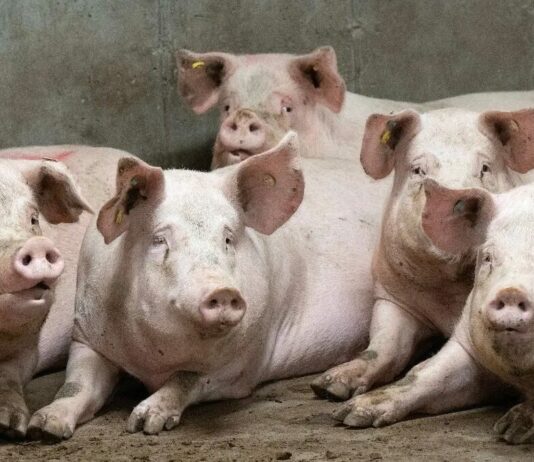 La Junta refuerza la prevención de la Peste Porcina Africana con nuevas medidas de control del jabalí