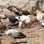 Plazo abierto hasta el 31 de enero para solicitar la autorización de alimentación de fauna necrófaga