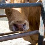 Concedidos 836.750 euros a 483 explotaciones de vacuno afectadas por la EHE en Castilla y León