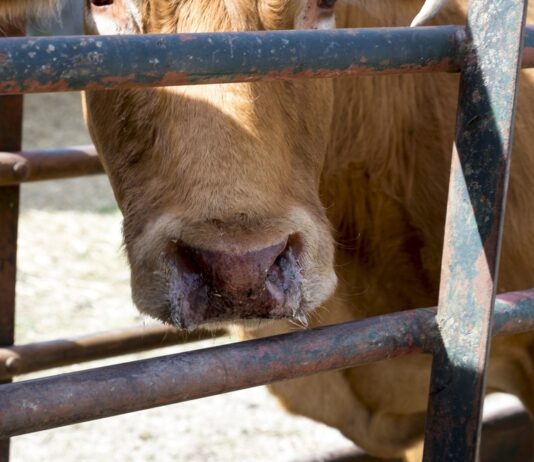 Concedidos 836.750 euros a 483 explotaciones de vacuno afectadas por la EHE en Castilla y León