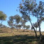 Ayudas de Prevención de Daños a los Bosques y Selvicultura (Convocatoria 2026)