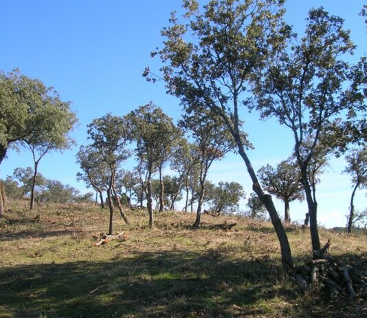 Ayudas de Prevención de Daños a los Bosques y Selvicultura (Convocatoria 2026)
